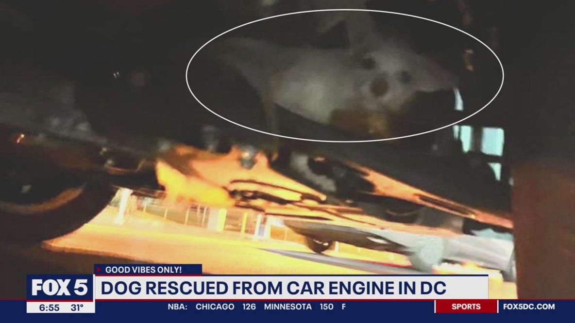 Dog stuck in vehicle engine rescued by off-duty police officers